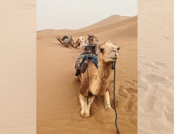 Lire la suite à propos de l’article Circuit 4 jours désert marocain : Marrakech – Zagora – Mhamid – Chegaga – Ait Ben Haddo – Marrakech – En 4X4 et balade à dos de dromadaire