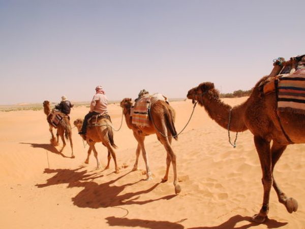 You are currently viewing Nuit avec dromadaire dans le désert marocain. Pour une nuit dans le désert marocain.